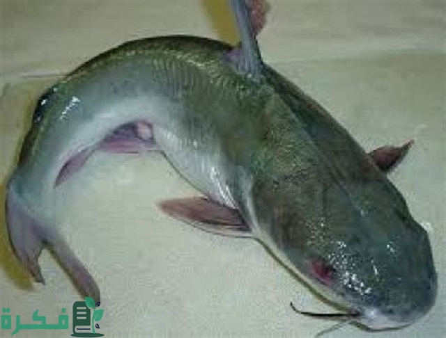 معلومات عن سمك القرموط
