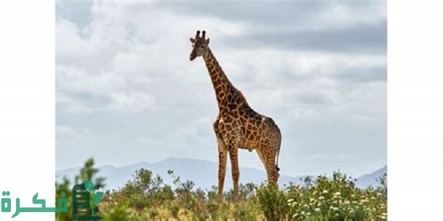 اسم ذكر الزرافة 4 اسم ذكر الزرافة