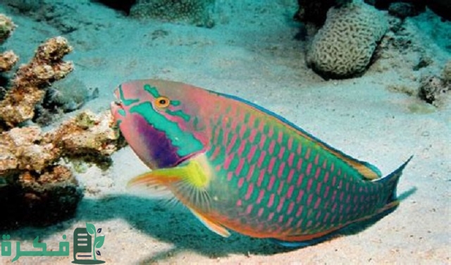 معلومات عن سمك الببغاء