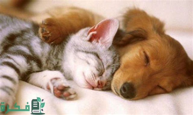 لماذا خلق الله القطط والكلاب؟