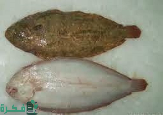 معلومات عن سمك موسى