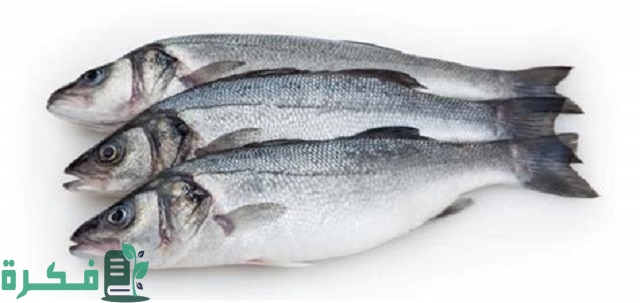 معلومات عن سمك القاروص