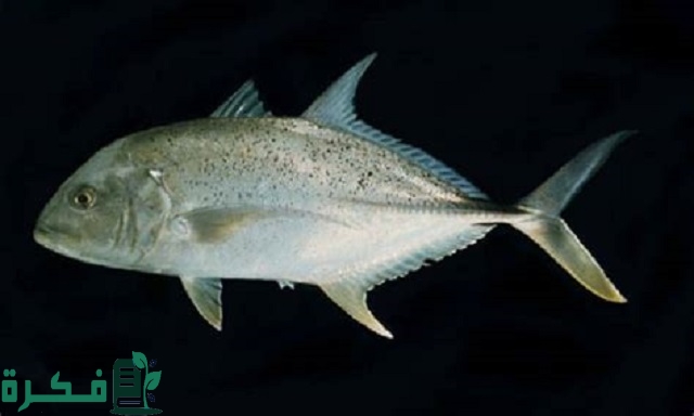 معلومات عن سمك البياض