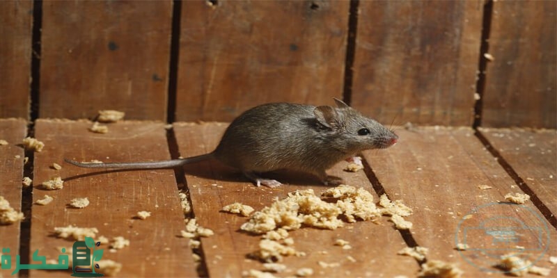 آيات لطرد الفئران من المنزل