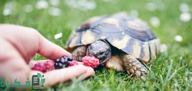 أهمية العلاقة بين الإنسان والحيوان والنبات