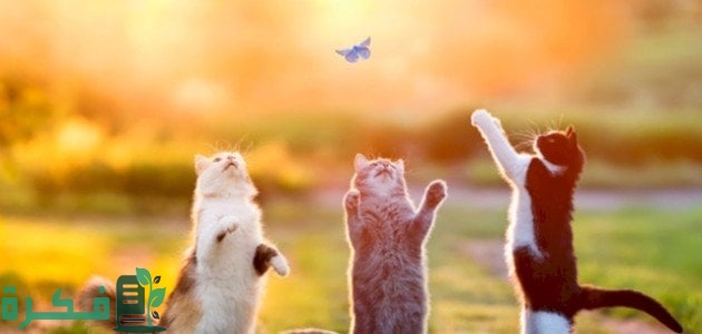 الفرق بين الحشرات والحيوانات