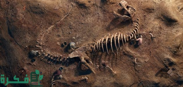 بحث عن الأحافير pdf 3 بحث عن الأحافير
