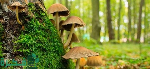 بحث عن بيئة الفطريات وتنوعها