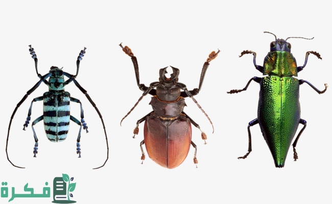 بحث عن خصائص المفصليات