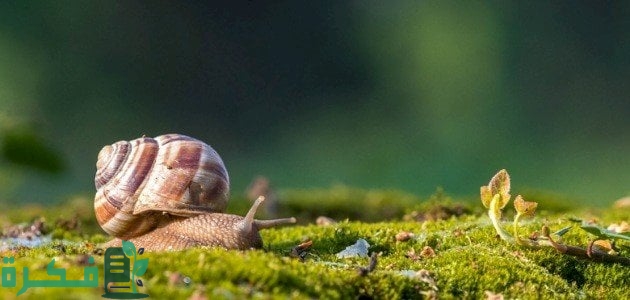 جهاز الدوران في الرخويات