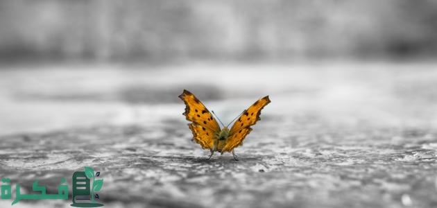 شرح نظرية تأثير الفراشة