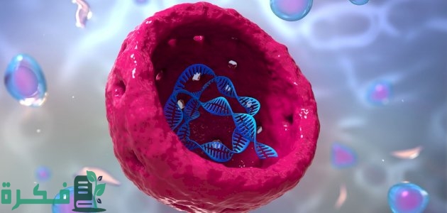 شكل النواة في الخلية