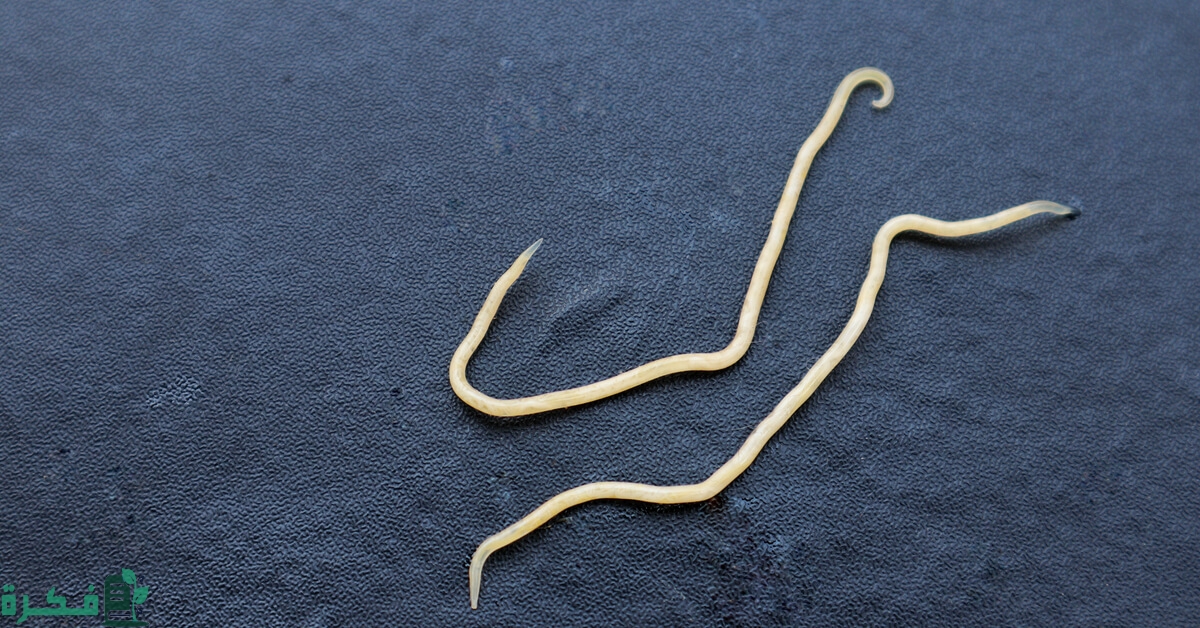 علاج الدود في المؤخرة