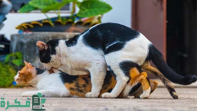 كم عدد مرات تزاوج القطط في اليوم
