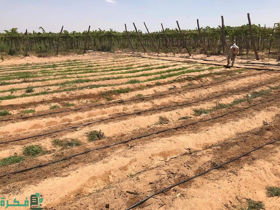 ما هي التربة الجيرية