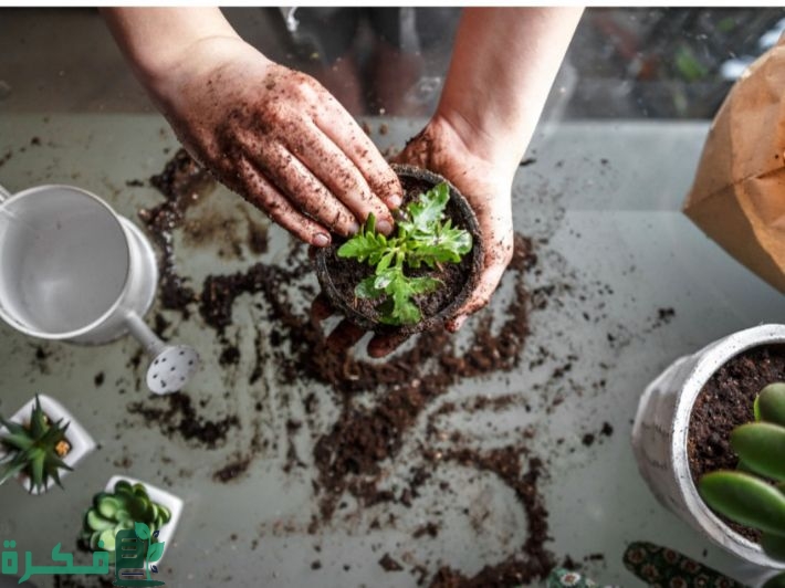 ما هي التربة السلتية