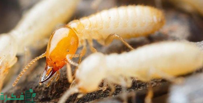 هل النمل الابيض حسد