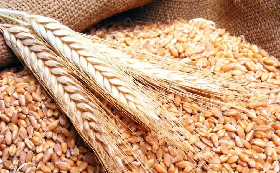 أفضل أنواع القمح في السعودية