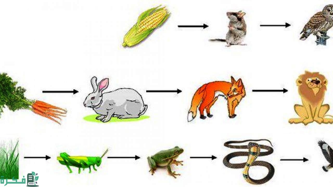 ترتيب سلاسل الغذاء