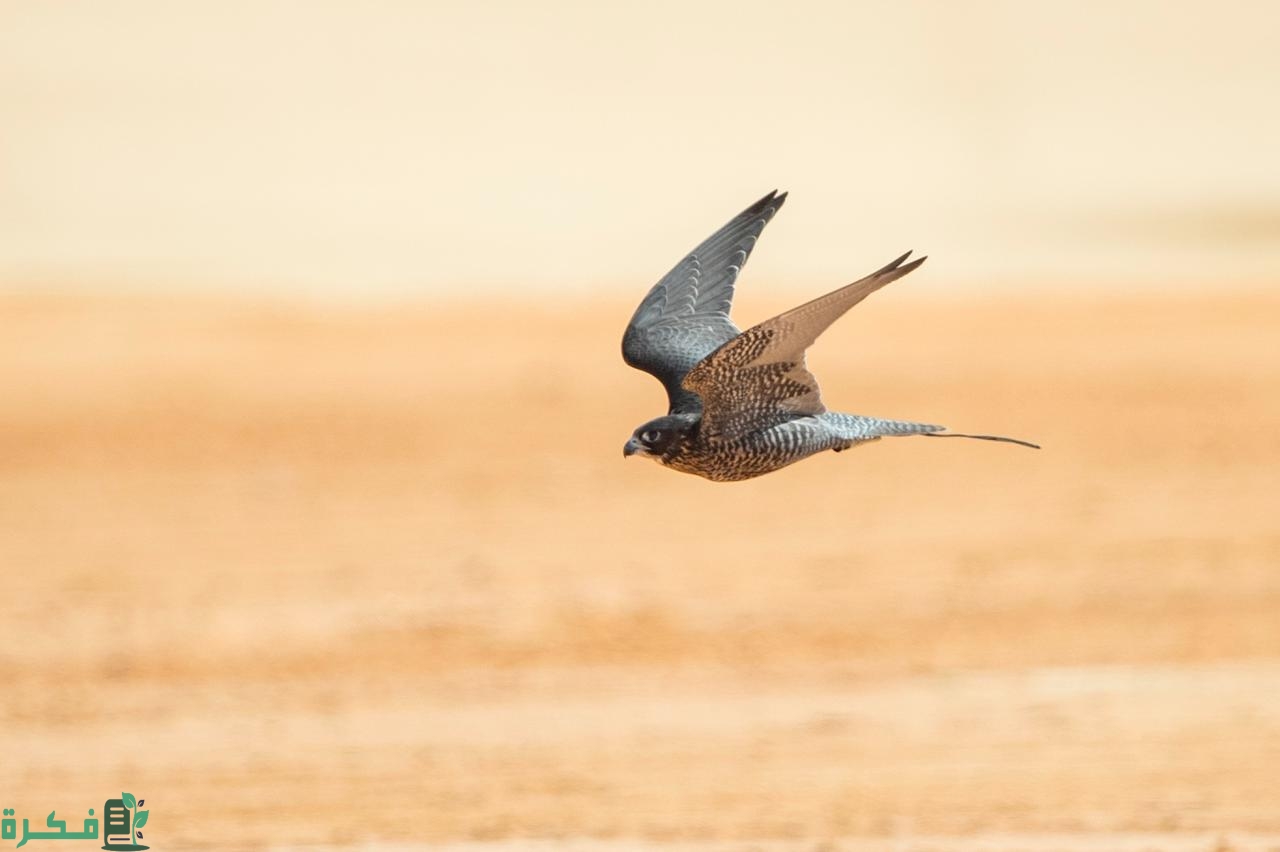 شروط شراء سلاح من معرض الصيد والصقور 