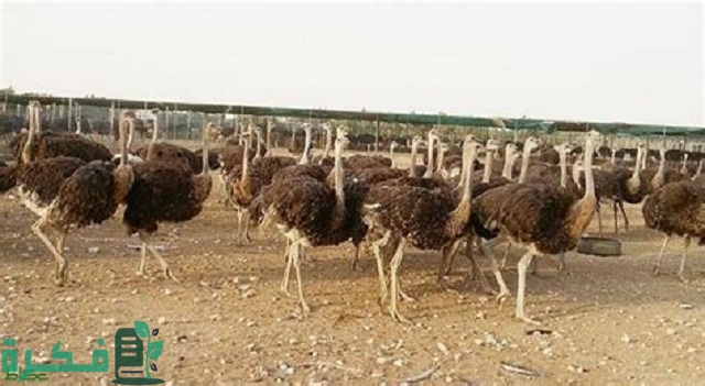 أرقام تليفونات مزارع النعام في مصر