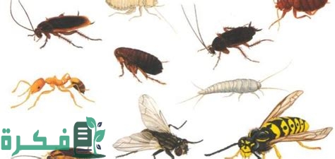 أكثر الحشرات انتشارًا في المنزل