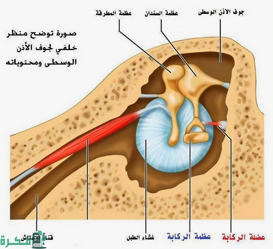 أين تقع أصغر عظمة في جسم الانسان