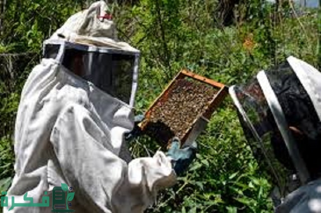دراسة كاملة مشروع تربية النحل في الجزائر 5 مشروع تربية النحل في الجزائر