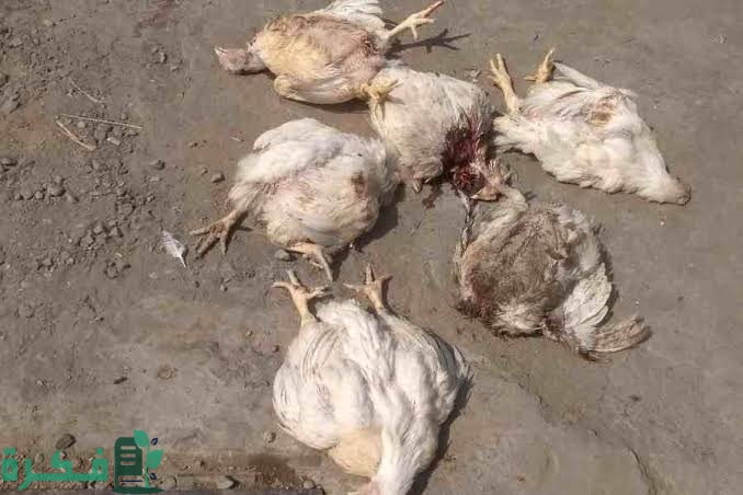 تفسير حلم رؤية موت الدجاج في المنام 2 images 2023 05 01T223631.903