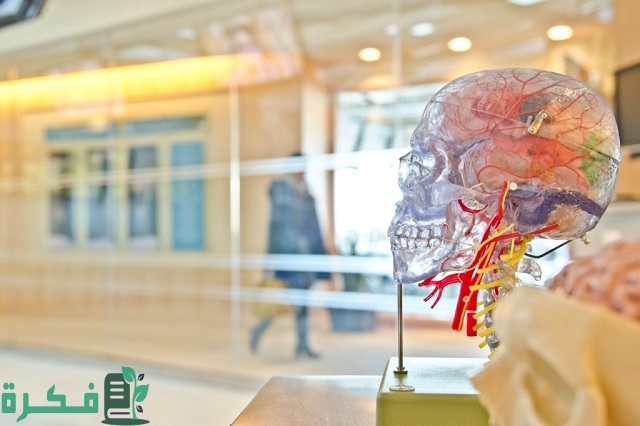 مميزات وعيوب تخصص جراحة المخ والأعصاب
