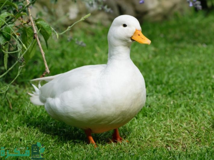 ما هو افضل أنواع العلف للبط 2 أحسن أنواع العلف للبط