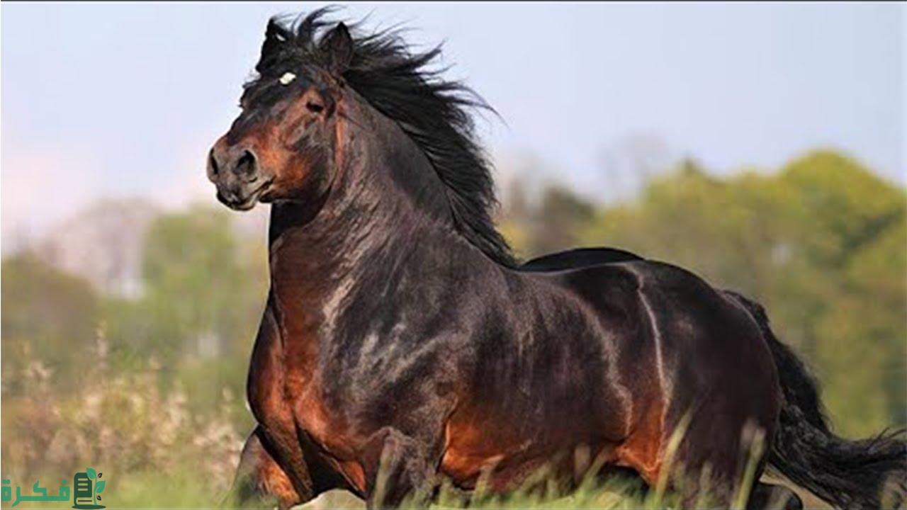 أفضل الخيول في العالم