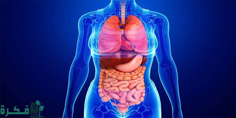 اسماء أجزاء الجسم