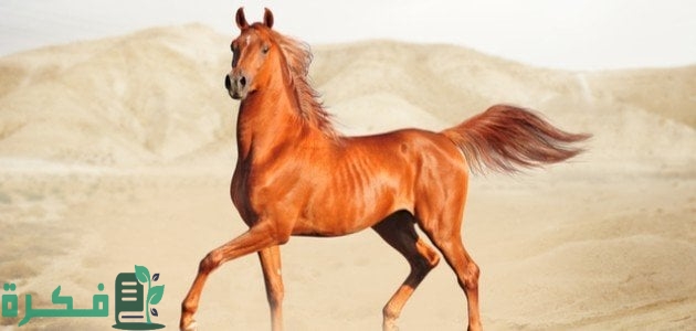 اسماء الخيل واكثرها انتشارا