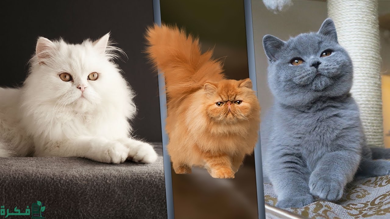 افضل انواع القطط