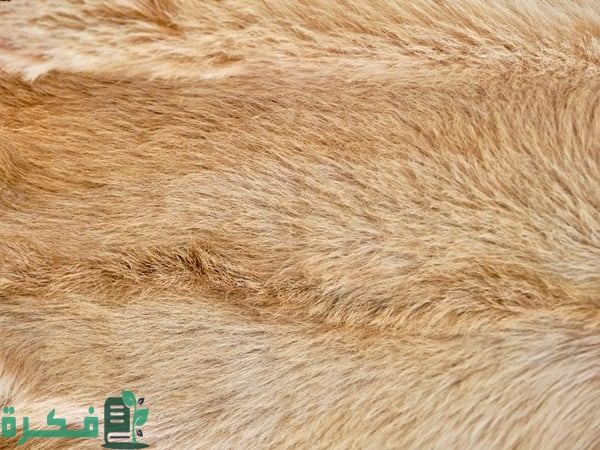 اللون الكافيه ودرجاته