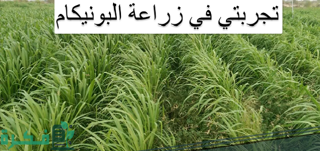 تجربتي في زراعة البونيكام