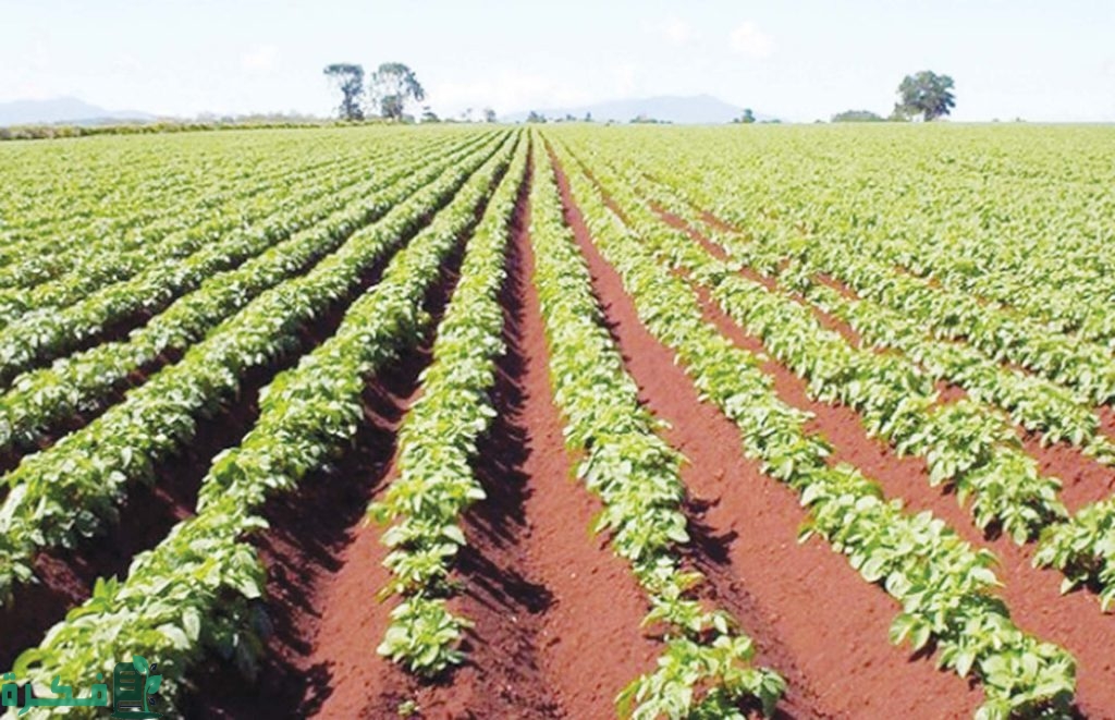 تكلفة شبكة الري بالتنقيط للفدان