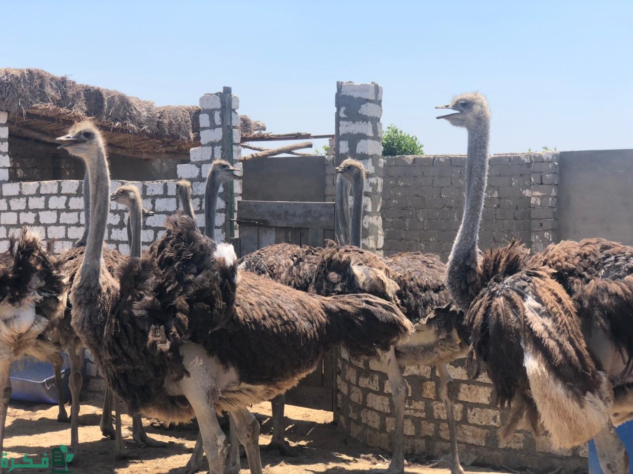 دراسة جدوى مشروع تربية النعام في مصر 4 دراسة جدوى مشروع تربية النعام في مصر