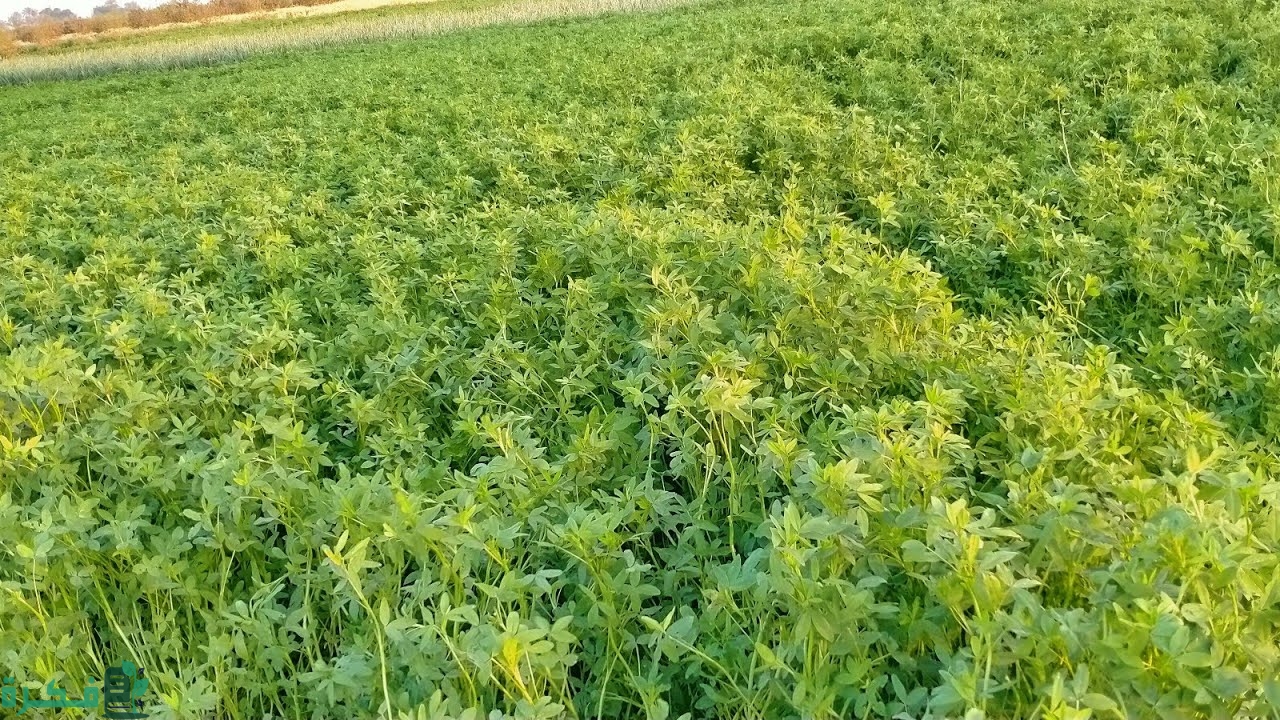 رأيكم في تجارة البرسيم