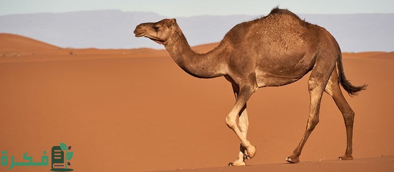 طريقة تذويب سنام الجمل