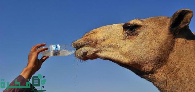 فوائد شرب حليب الإبل لمرضى السرطان وشرح خطوات شربه 7 طريقة شرب حليب الإبل لمرضى السرطان