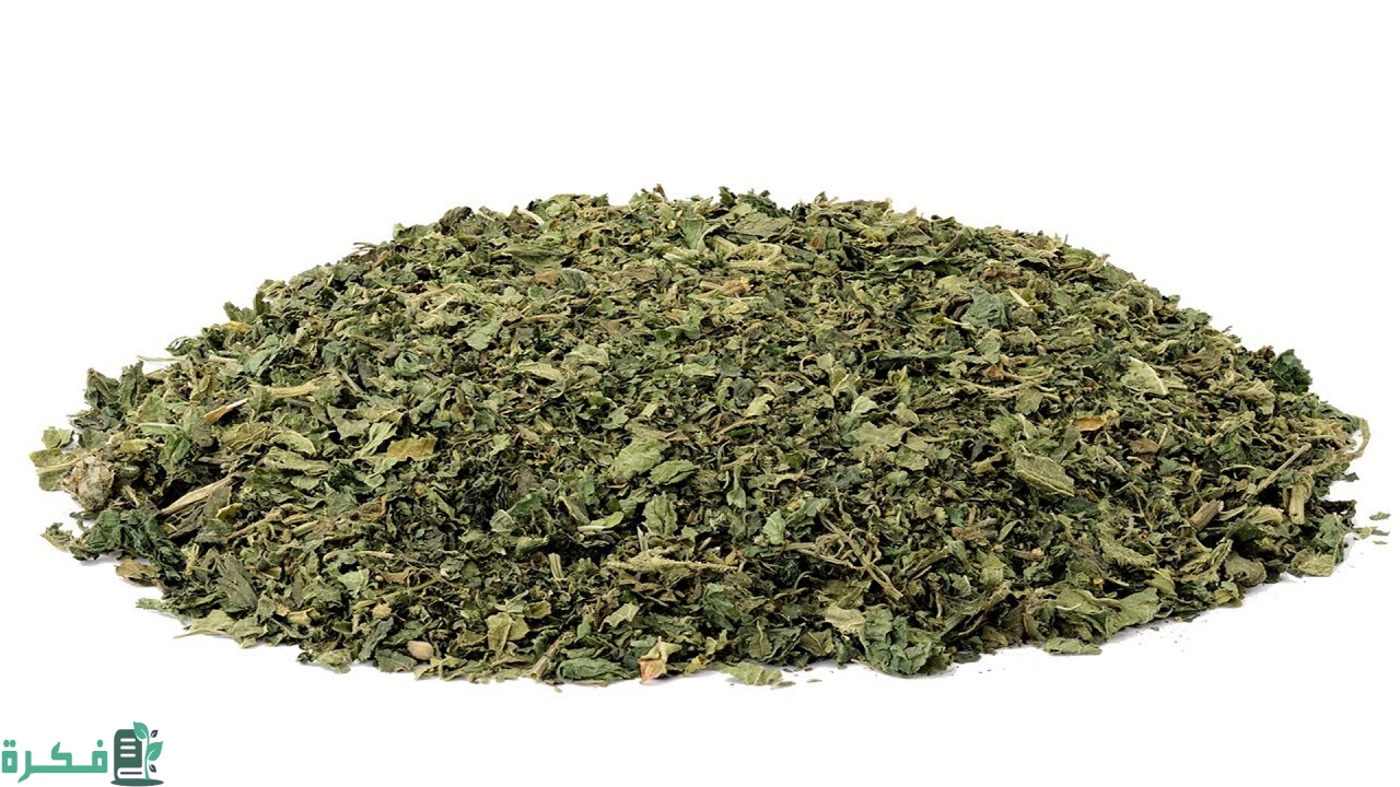 شرح خطوات تجفيف النعناع في البيت 2 كيف نجفف النعناع