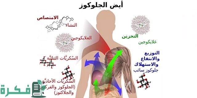 ما هو الأيض