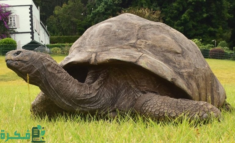 ما هو الحيوان الذي يتنفس من مؤخرته