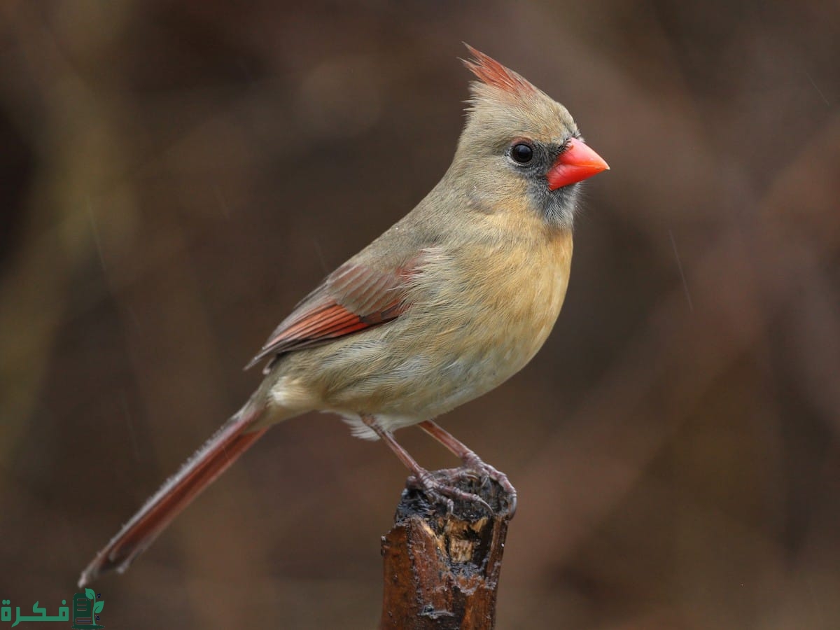 ما هو الطير الذي لا يطير يوم الجمعة