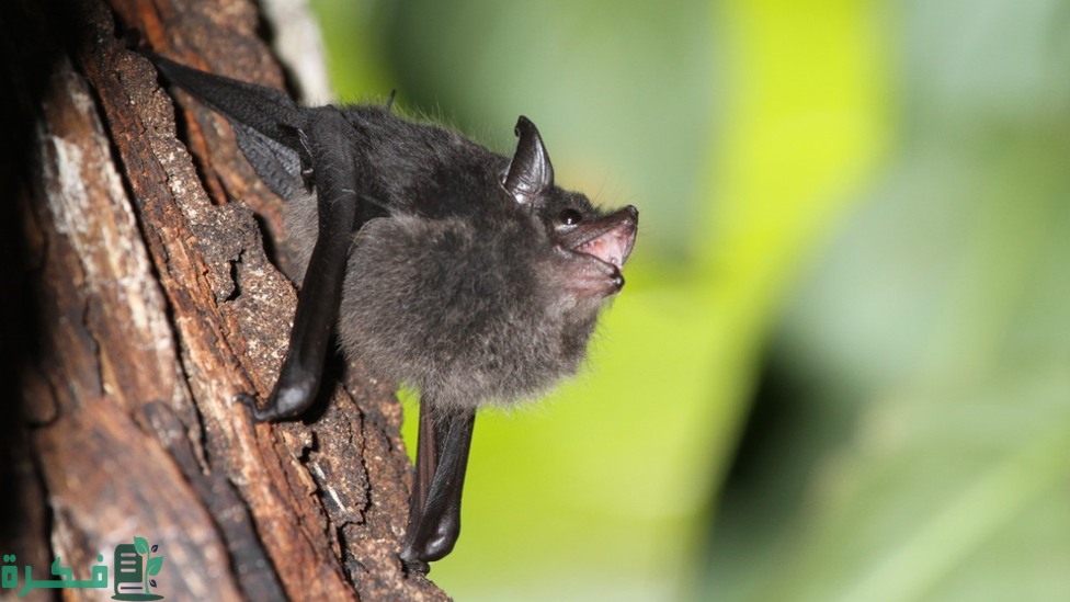 ما هو الطير الذي يلد ولا يبيض 3 ما هو الطير الذي يلد ولا يبيض