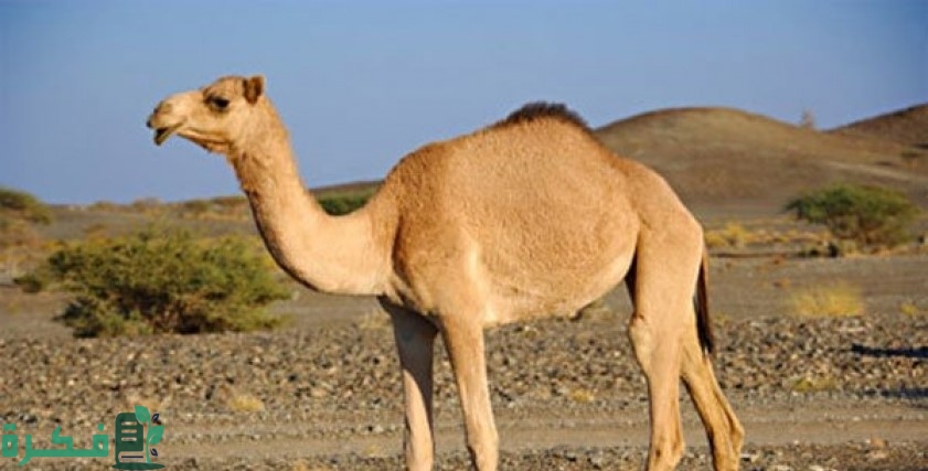 أحسن قطعة لحم في الجمل