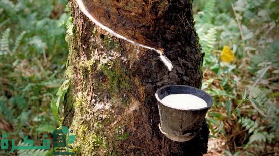 ثاني قارات العالم انتاجا للمطاط الطبيعي 4 images 79