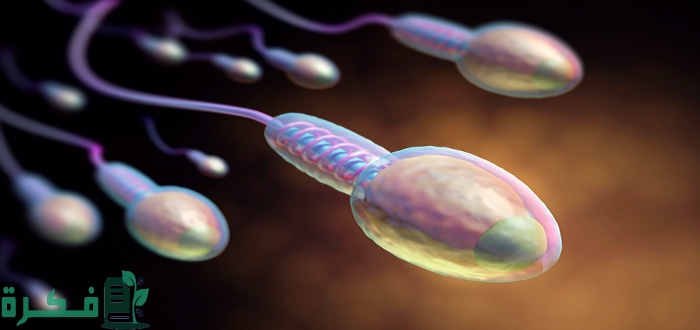 أسباب كثرة مني الرجل